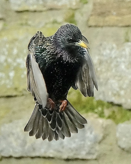 starling
